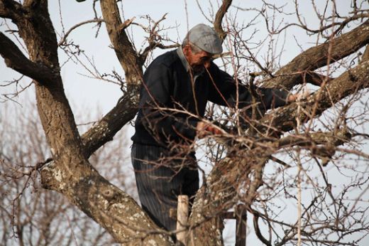 Rüyada Ağaç Dalı Kırmak Rüya Yorumu ve Anlamı