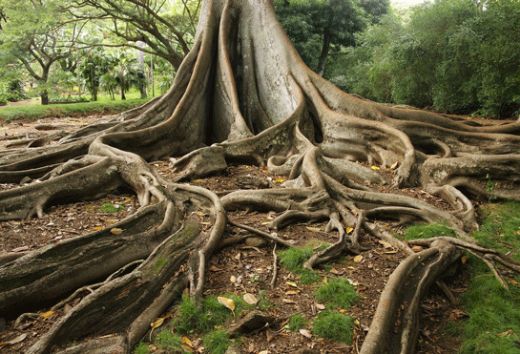 Rüyada Ağaç Gövdesi Görmek Rüya Yorumu ve Anlamı