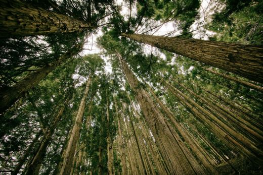 Rüyada Ağaç Yakmak Rüya Yorumu ve Anlamı