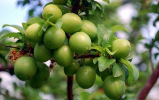 Rüyada Ağaçtan Erik Toplamak Rüya Yorumu ve Anlamı