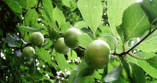 Rüyada Ağaçtan Meyve Yemek Rüya Yorumu ve Anlamı