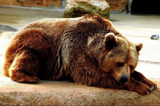 Rüyada Ayıdan Korkmak Rüya Yorumu ve Anlamı