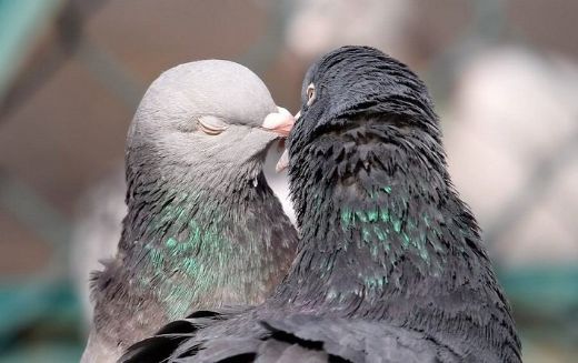 Rüyada Büyük Kuş Görmek Rüya Yorumu ve Anlamı