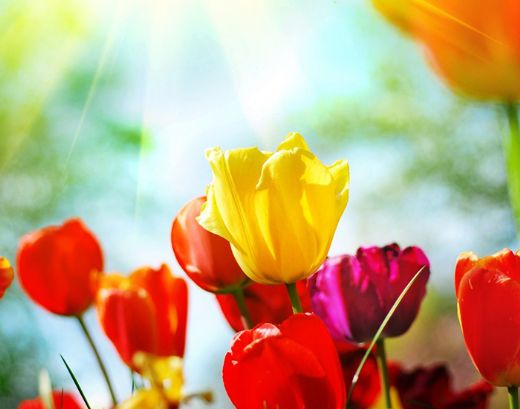 Rüyada Çiçek Çalmak Rüya Yorumu ve Anlamı