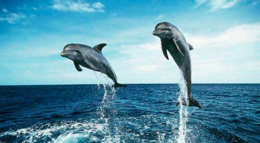 Rüyada Denizde Yunuslarla Yüzmek