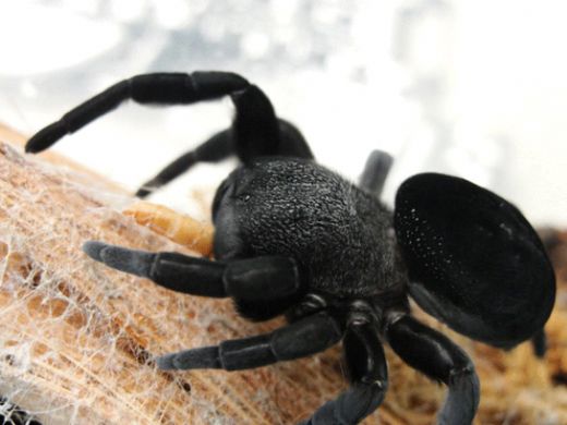 Rüyada Dev Örümcek Görmek Rüya Yorumu ve Anlamı