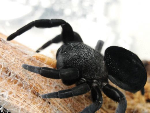 Rüyada Duvarda Örümcek Görmek Rüya Yorumu ve Anlamı