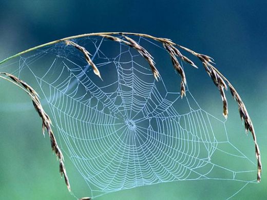 Rüyada Evde Örümcek Ağı Görmek Rüya Yorumu ve Anlamı