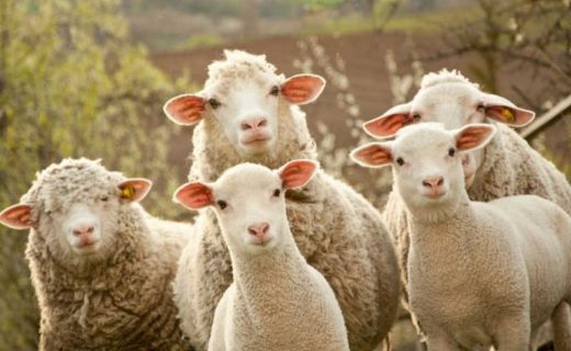 Rüyada Hamile Koyun Görmek Rüya Yorumu ve Anlamı