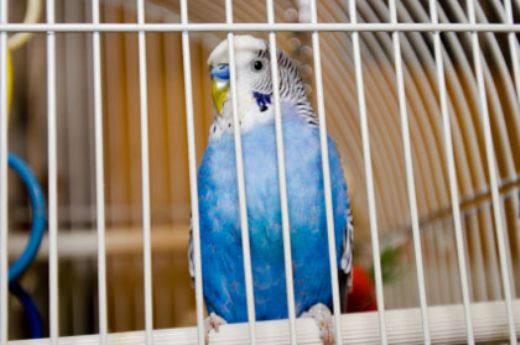 Rüyada Kafeste Kuş Rüya Yorumu ve Anlamı