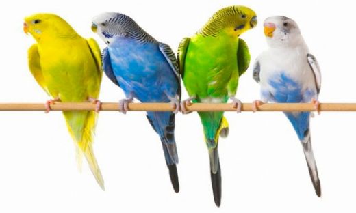 Rüyada Konuşan Kuş Görmek Rüya Yorumu ve Anlamı