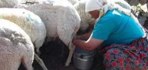 Rüyada Koyun Sağmak Rüya Yorumu ve Anlamı