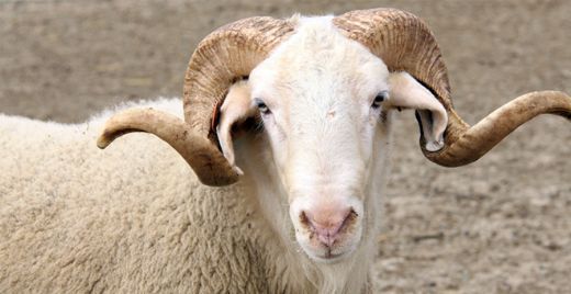 Rüyada Koyun Yüzmek Rüya Yorumu ve Anlamı