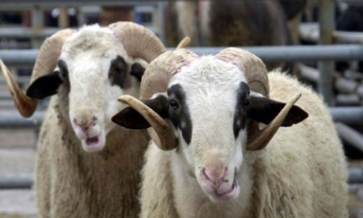 Rüyada Kurbanlık Koyun Rüya Yorumu ve Anlamı