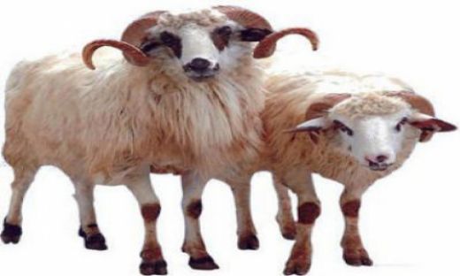 Rüyada Kurbanlık Koyun Görmek Rüya Yorumu ve Anlamı