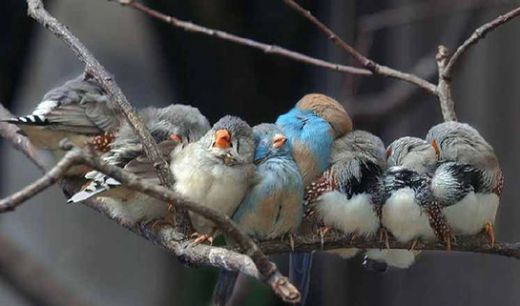 Rüyada Kuş Avlamak Rüya Yorumu ve Anlamı