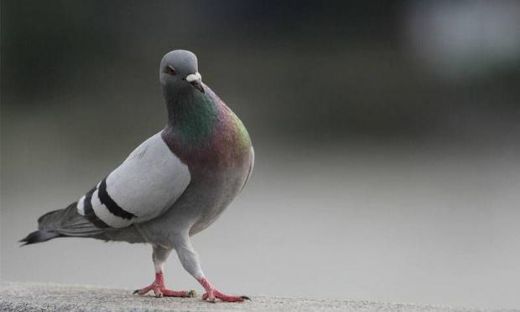 Rüyada Kuş Emzirmek Rüya Yorumu ve Anlamı