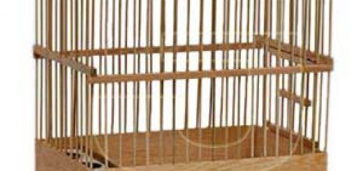 Rüyada Kuş Kafesi Görmek Rüya Yorumu ve Anlamı