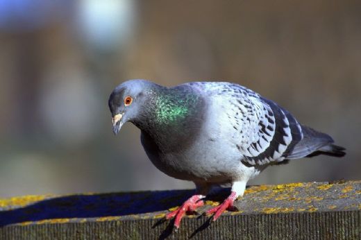 Rüyada Kuş Pisliği Görmek Rüya Yorumu ve Anlamı