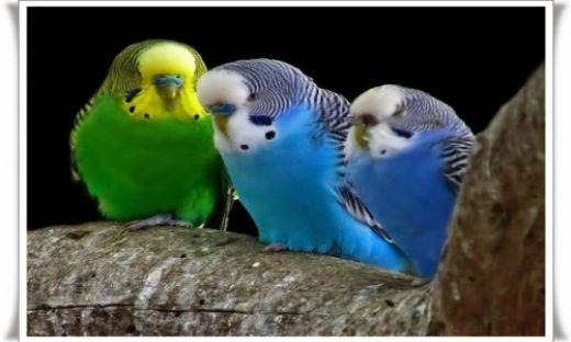 Rüyada Kuş Yakalamak Rüya Yorumu ve Anlamı