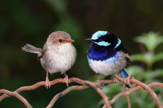 Rüyada Kuşla Konuşmak Rüya Yorumu ve Anlamı
