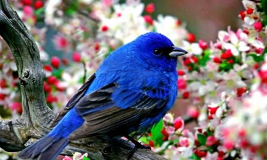 Rüyada Kuşun Konuşması Rüya Yorumu ve Anlamı