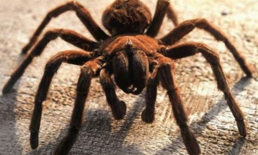 Rüyada Örümcek Rüya Yorumu ve Anlamı