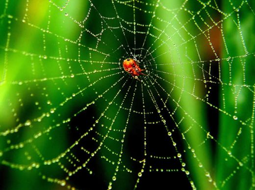 Rüyada Örümcek Ağı Rüya Yorumu ve Anlamı