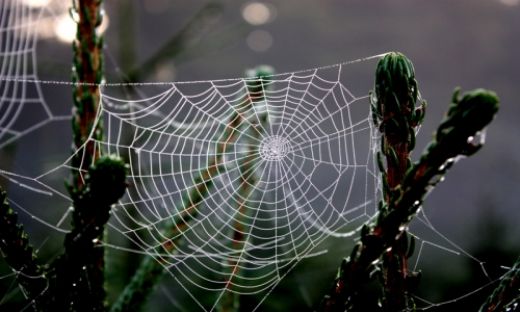 Rüyada Örümcek Ağı Temizlemek Rüya Yorumu ve Anlamı