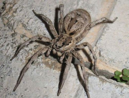 Rüyada Örümcek Isırması Rüya Yorumu ve Anlamı