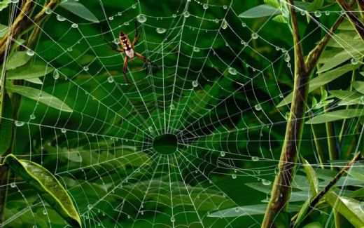 Rüyada Örümcek Yemek Rüya Yorumu ve Anlamı