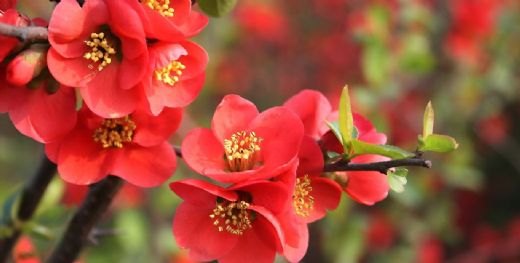 Rüyada Siyah Çiçek Görmek Rüya Yorumu ve Anlamı