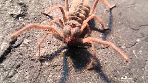 Rüyada Siyah Örümcek Öldürmek Rüya Yorumu ve Anlamı