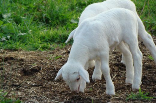 Rüyada Uçan Koyun Görmek Rüya Yorumu ve Anlamı
