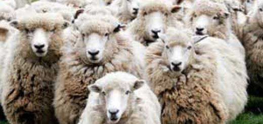 Rüyada Yüzülmüş Koyun Görmek Rüya Yorumu ve Anlamı