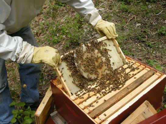 Rüyada Arı Kovanı Görmek