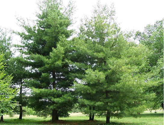 Rüyada Çam Ağacı Görmek