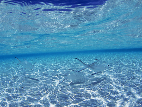 Rüyada Duru Su Görmek