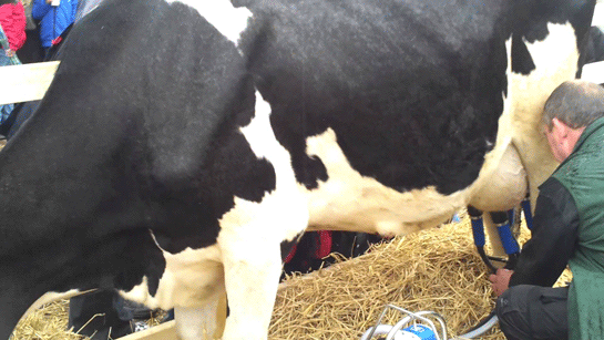 Rüyada İnek Sağmak