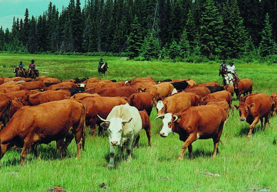 Rüyada İnek Sürüsü Görmek