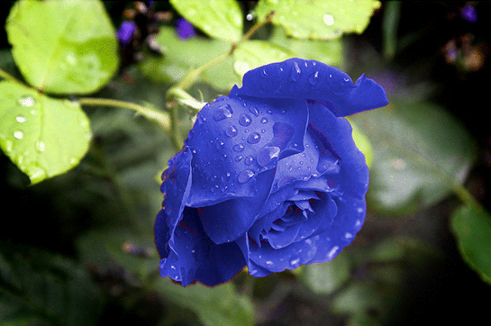 Rüyada Mavi Gül Görmek