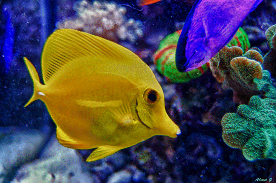 Rüyada Sarı Balık Görmek