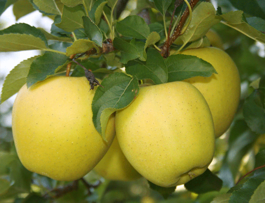 Rüyada Sarı Elma Görmek