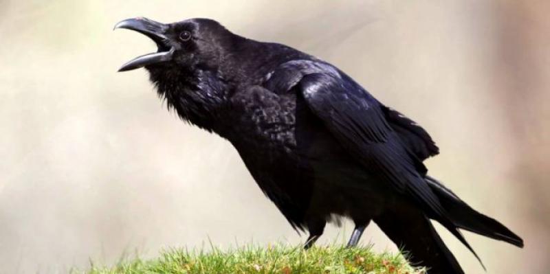 Rüyada Siyah Kuş Görmek Rüya Yorumu ve Anlamı