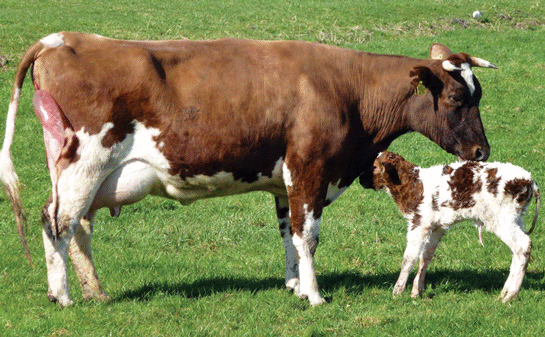 Rüyada Yavru İnek Görmek