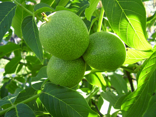 Rüyada Yeşil Ceviz Görmek